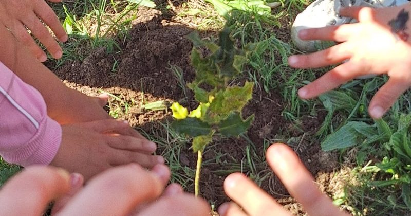🌳 Semear hoje o amanhã: Um Dia da Árvore inesquecível no Parque do Paço! 🌿